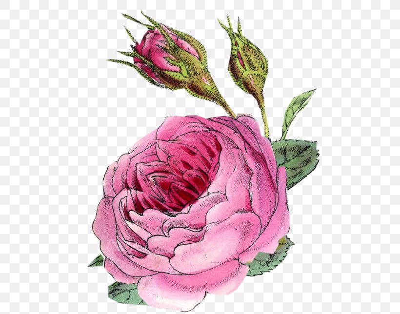 Cut Flowers Floral Design Garden Roses Centifolia Roses, PNG, 546x644px, Flower, Art, Centifolia Roses, Cut Flowers, Decoupage Download Free