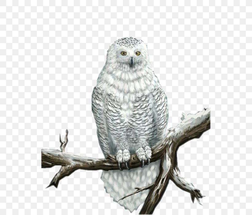 Great Grey Owl Snowy Owl Bird, PNG, 553x700px, 2016, Owl, Animaatio, Animal, Beak Download Free