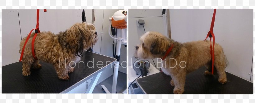 Norfolk Terrier Soft-coated Wheaten Terrier Goldendoodle Cockapoo Tibetan Terrier, PNG, 3000x1220px, Norfolk Terrier, Breed, Carnivoran, Coat, Cockapoo Download Free