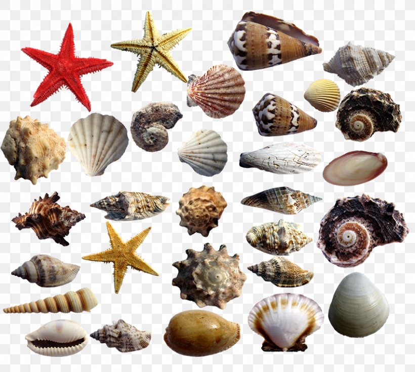 Cockle Seashell Conchology Starfish, PNG, 850x762px, Cockle, Beach, Bonbon, Caracola, Chocolate Download Free