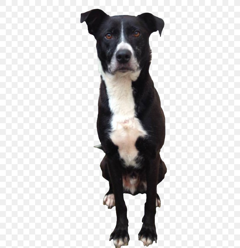 Dog Breed Bernese Mountain Dog Pet Sitting Puppy Dalmatian Dog, PNG, 399x846px, Dog Breed, Animal, Bernese Mountain Dog, Breed, Carnivoran Download Free