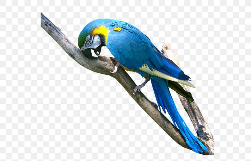 Parrot Bird Macaw Parakeet, PNG, 600x525px, Parrot, Animal, Beak, Bird, Cat Download Free