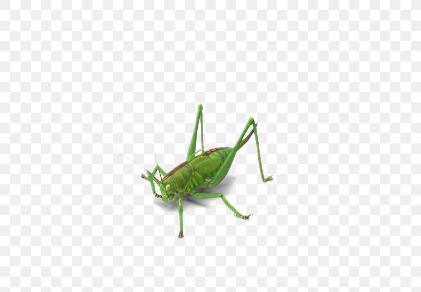 Grasshopper Insect Locust Green, PNG, 623x570px, 3d Computer Graphics, Grasshopper, Arthropod, Bush Crickets, Caelifera Download Free
