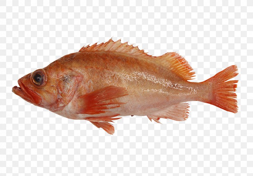 Northern Red Snapper Rose Fish Fish Products Tilapia, PNG, 1634x1134px, Northern Red Snapper, Animal Source Foods, Bony Fish, Fauna, Fish Download Free