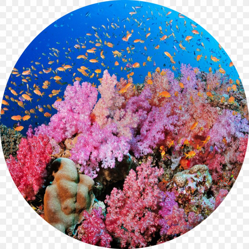 Coral Reef Bligh Water The Barrier Reef Great Barrier Reef, PNG, 1024x1024px, Coral Reef, Alcyonacea, Barrier Reef, Bligh Water, Calcium Carbonate Download Free