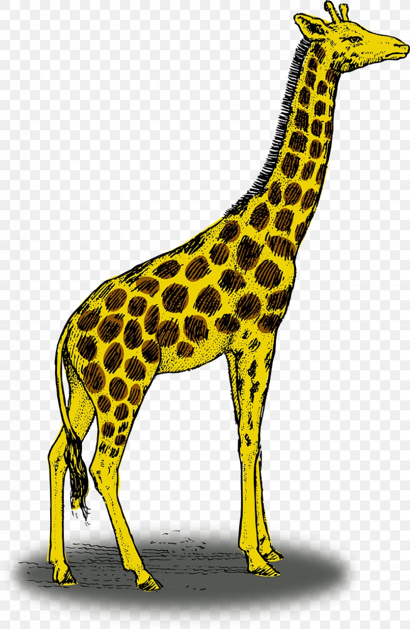 Giraffe Drawing Pencil Clip Art, PNG, 835x1280px, Giraffe, Art, Cartoon, Color, Drawing Download Free