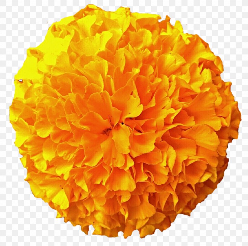 Mexican Marigold Flower Download Clip Art, PNG, 1024x1016px, Mexican Marigold, Blog, Calendula, Cut Flowers, Dahlia Download Free