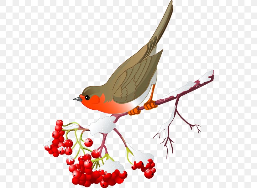 Bird Northern Cardinal European Robin Clip Art, PNG, 544x600px, Bird, American Robin, Beak, Branch, Cardinal Download Free
