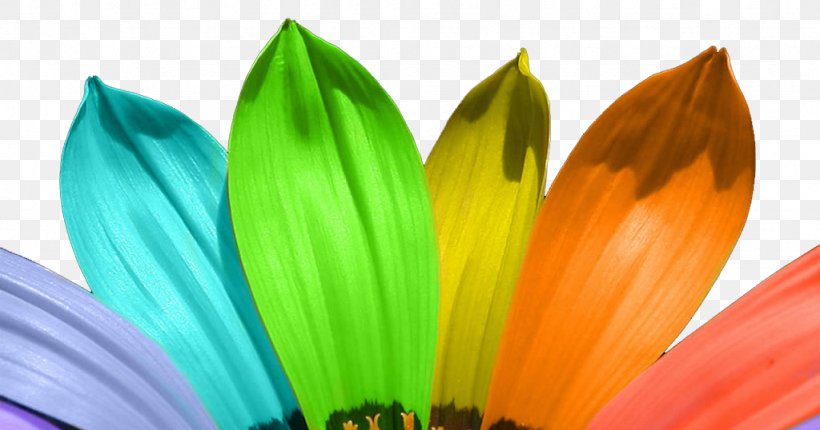 Color Desktop Wallpaper Light Flower, PNG, 1024x538px, Color, Blue, Close Up, Display Resolution, Drawing Download Free