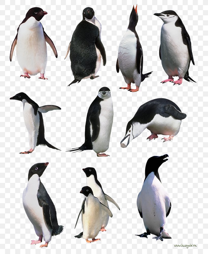 Penguin Clip Art, PNG, 804x1000px, Penguin, Beak, Bird, Display Resolution, Fauna Download Free