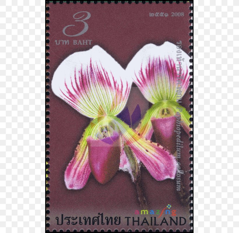 Violet Family Amazing Thailand Violaceae, PNG, 800x800px, Violet, Family, Flora, Flower, Flowering Plant Download Free