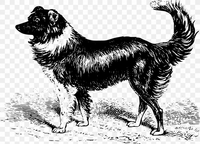 Border Collie Rough Collie Scotch Collie Bearded Collie Old English Sheepdog, PNG, 2400x1727px, Border Collie, Alaskan Malamute, Bearded Collie, Black And White, Breed Download Free