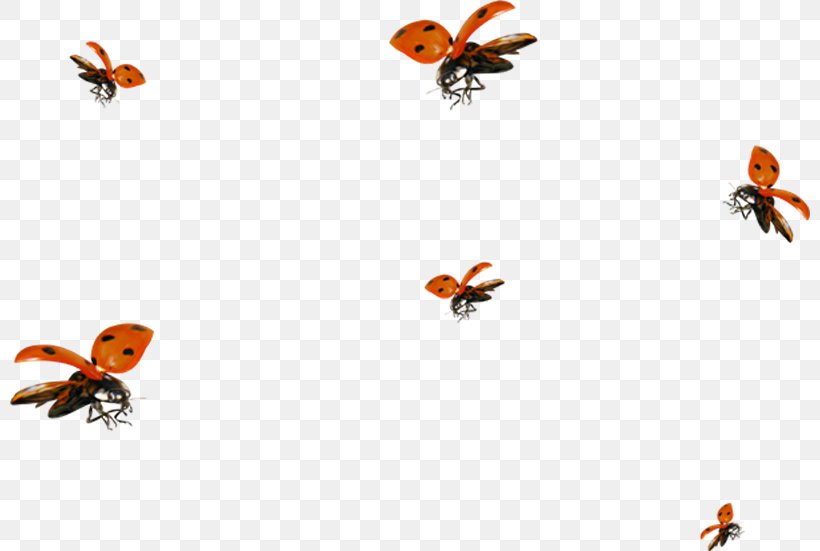 Clip Art, PNG, 800x551px, World Wide Web, Arthropod, Butterfly, Google Images, Insect Download Free
