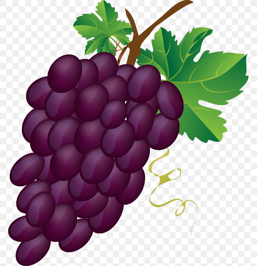 Clip Art Grape Image Openclipart, PNG, 768x848px, Grape, Berry, Common Grape Vine, Flower, Flowering Plant Download Free