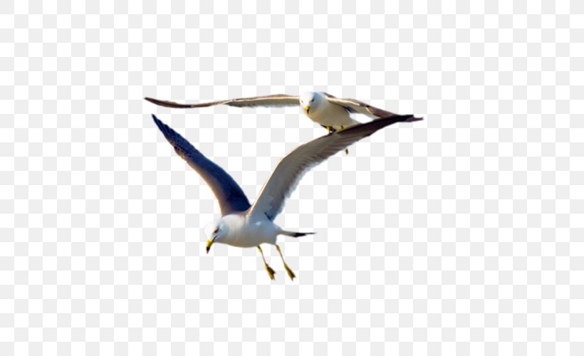 Gulls Bird Flight Great Black-backed Gull, PNG, 500x500px, Bird, Beak, Bird Colony, Charadriiformes, Fauna Download Free