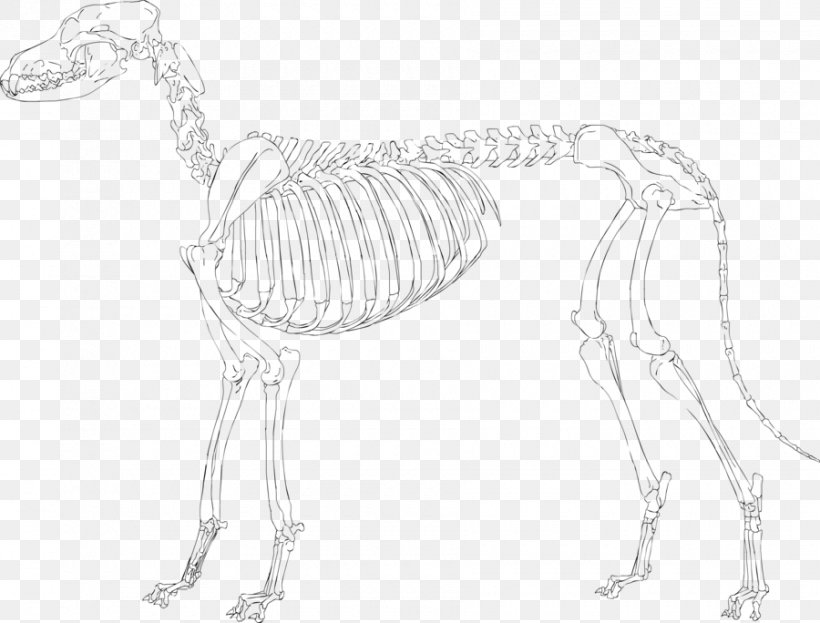 Skeleton Drawing Pekingese Sketch, PNG, 900x684px, Skeleton, Anatomy, Arm, Art, Artwork Download Free
