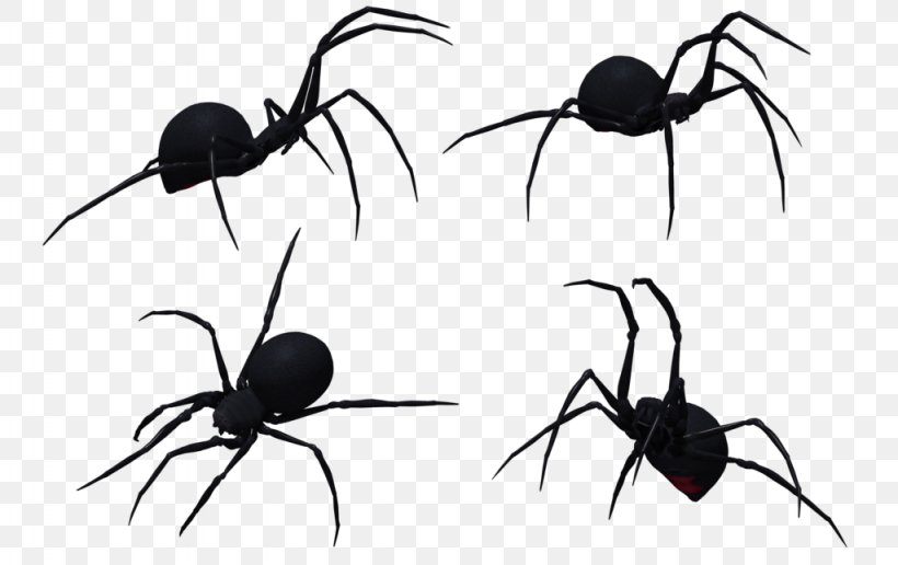 Widow Spiders Spider Web Clip Art, PNG, 1024x645px, Widow Spiders, Animation, Ant, Arachnid, Argiope Bruennichi Download Free