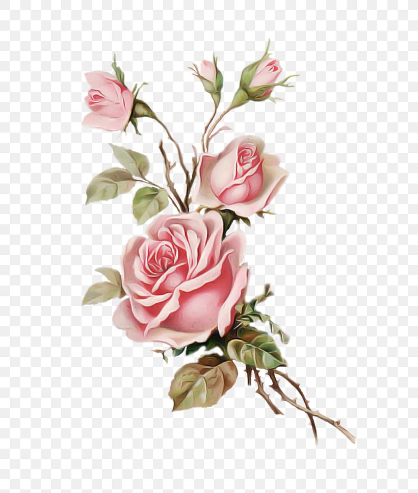 Garden Roses, PNG, 700x967px, Flower, Cut Flowers, Flowering Plant, Garden Roses, Petal Download Free