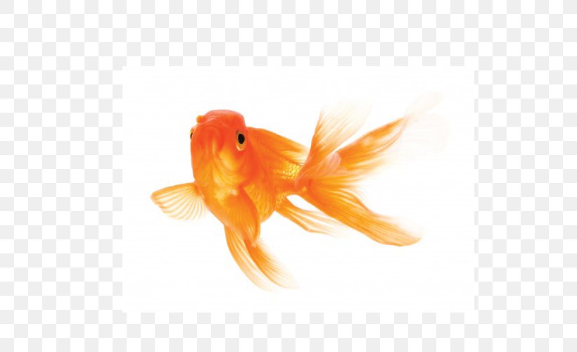 Koi Care For Your Goldfish Siamese Fighting Fish, PNG, 800x500px, Koi, Advertising, Aquarium, Bony Fish, Bowl Download Free