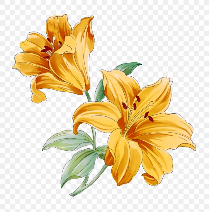 Lilium Flower Watercolor Painting Drawing, PNG, 888x899px, Lilium, Art, Botanical Illustration, Color, Cut Flowers Download Free