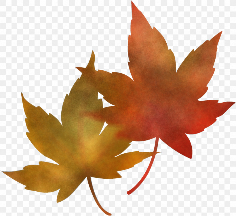 Maple Leaves Autumn Leaves Fall Leaves, PNG, 1028x944px, Maple Leaves, Autumn Leaves, Black Maple, Deciduous, Fall Leaves Download Free