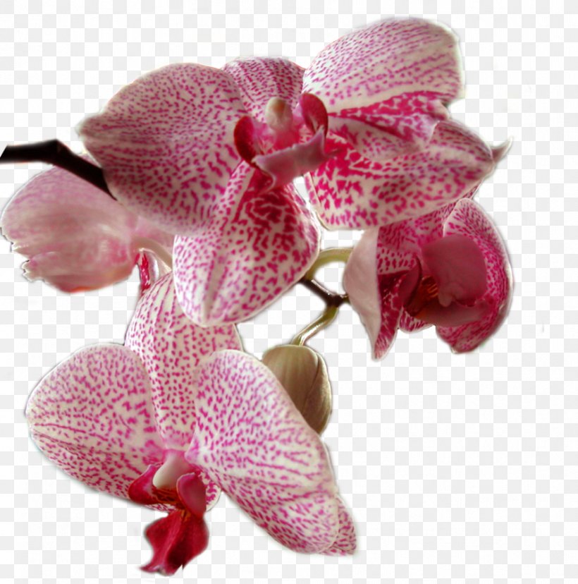 Moth Orchids Flower Plant, PNG, 889x898px, Orchids, Cut Flowers, Flower, Flowering Plant, Lilac Download Free