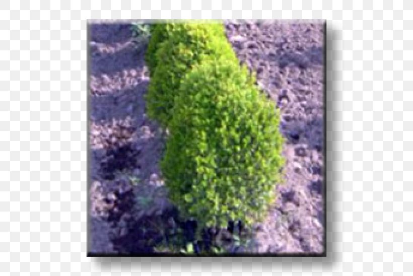 Buxus Sempervirens Бордюр Shrub Evergreen Ornamental Plant, PNG, 600x548px, Buxus Sempervirens, Biome, Box, Ecosystem, Evergreen Download Free