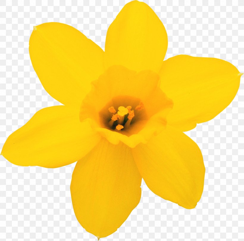 Daffodil Flower Narcissus Clip Art, PNG, 1390x1370px, Daffodil, Amaryllis Family, Audio Video Interleave, Flower, Flowering Plant Download Free