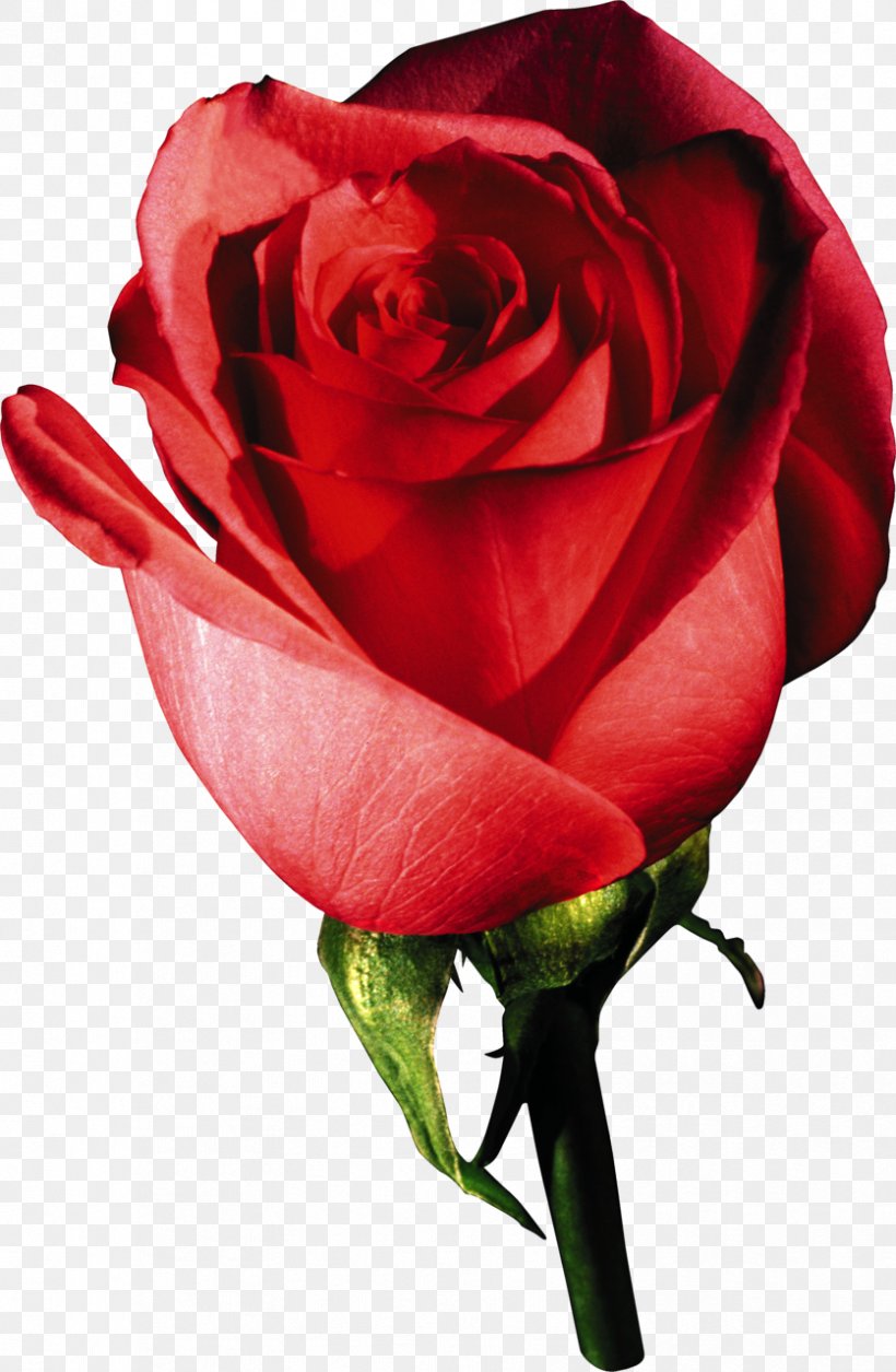 Garden Roses Desktop Wallpaper, PNG, 836x1280px, Garden Roses, China Rose, Close Up, Cut Flowers, Floribunda Download Free