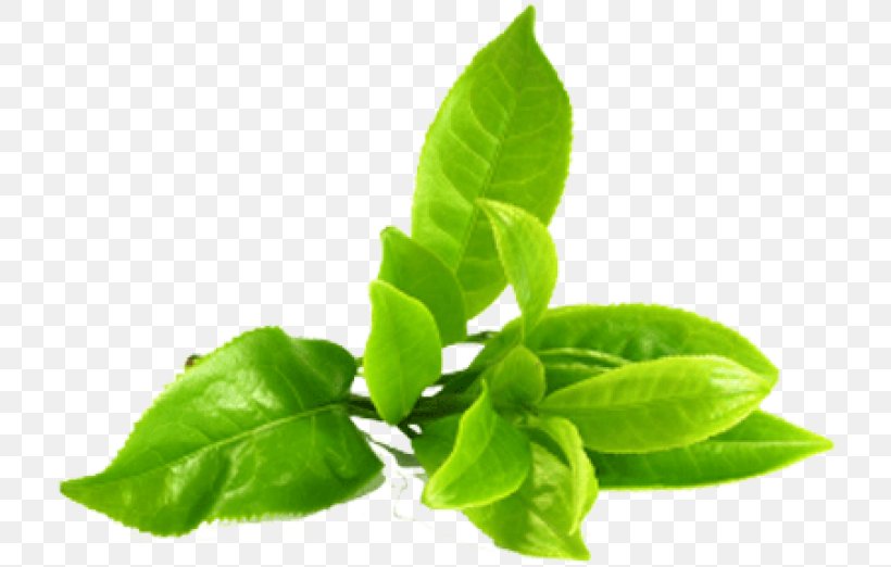 Green Tea Clip Art Image, PNG, 721x522px, Tea, Arugula, Basil, Choy Sum, Fines Herbes Download Free