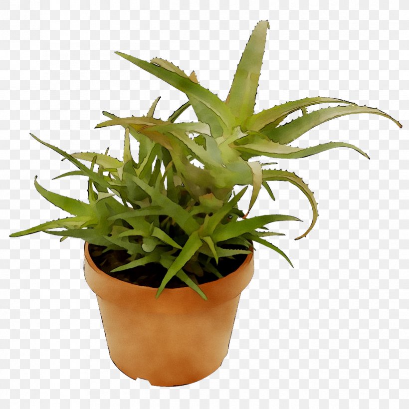 Houseplant Succulent Plant Gasteria Plants Ornamental Plant, PNG, 1249x1249px, Houseplant, Aloe, Aloes, Echeveria, Flower Download Free