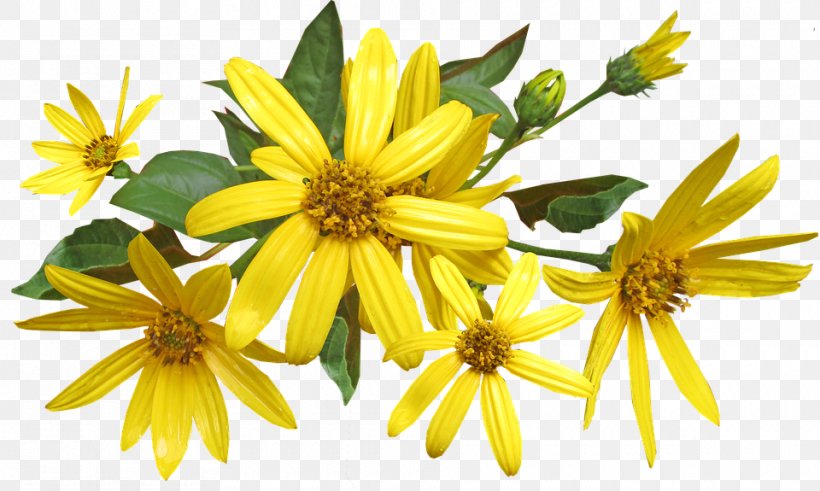 Jerusalem Artichoke Flower Daisy Family Image, PNG, 960x575px, Jerusalem Artichoke, Artichoke, Daisy Family, Flower, Plant Download Free