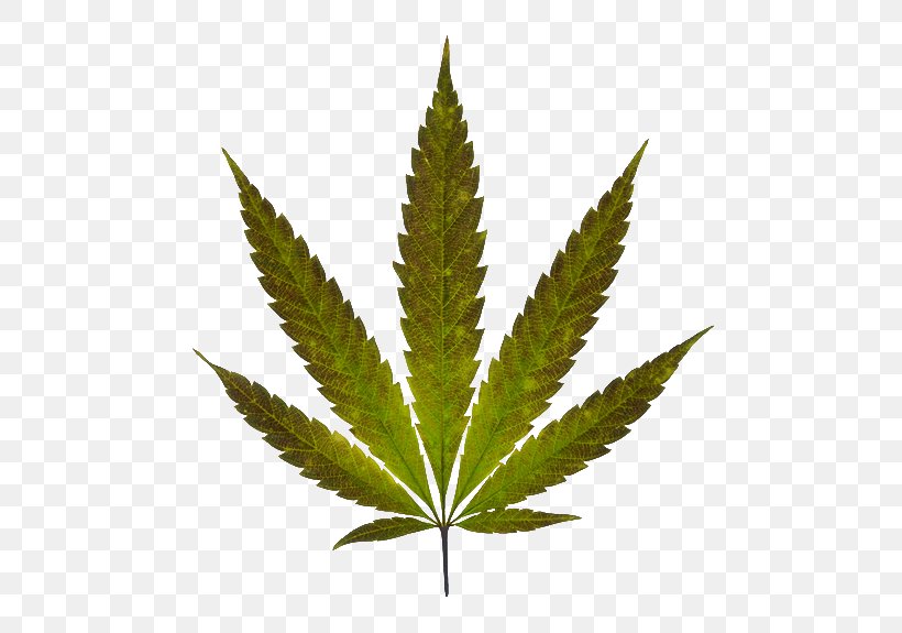 Marijuana Cannabis Leaf, PNG, 575x575px, Marijuana, Cannabis, Cannabis In Papua New Guinea, Cannabis Smoking, Hemp Download Free