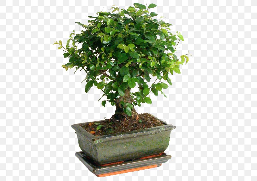 Sageretia Theezans Bonsai Weeping Fig Houseplant Tree, PNG, 580x576px, Sageretia Theezans, Bonsai, Fig Trees, Flowerpot, Garden Download Free