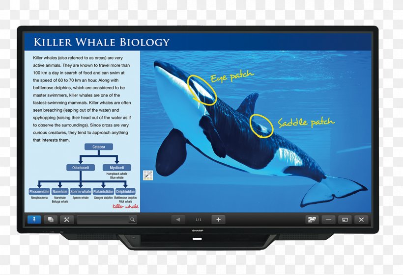 Sharp Aquos LED-backlit LCD Computer Monitors Display Device Touchscreen, PNG, 1168x800px, Sharp Aquos, Advertising, Backlight, Borne Interactive, Brand Download Free