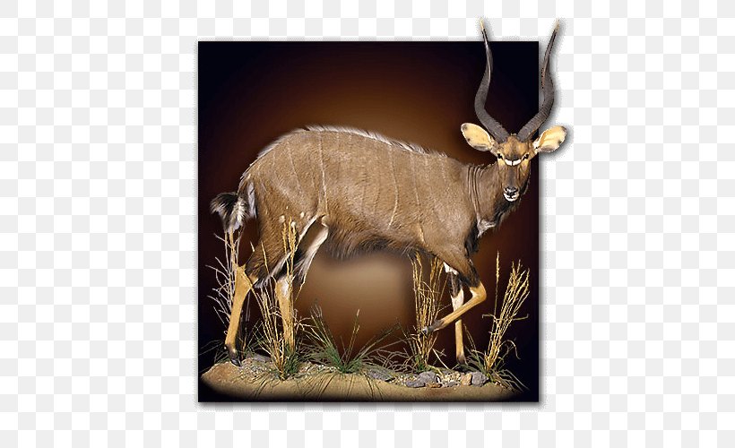 Taxidermy Reindeer Hunting Elk, PNG, 500x500px, Taxidermy, Africa, Antelope, Antler, Biggame Hunting Download Free