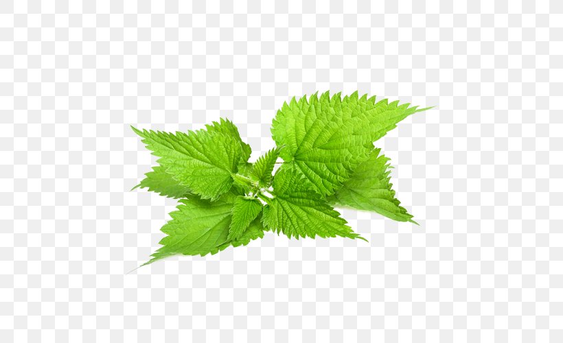 Common Nettle Stock Photography Plant Herb, PNG, 500x500px, Common Nettle, Benign Prostatic Hyperplasia, Dioecy, Disease, Health Download Free