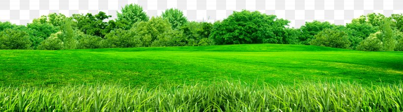 Cynodon, PNG, 3485x972px, Cynodon, Agriculture, Chrysopogon Zizanioides, Crop, Field Download Free