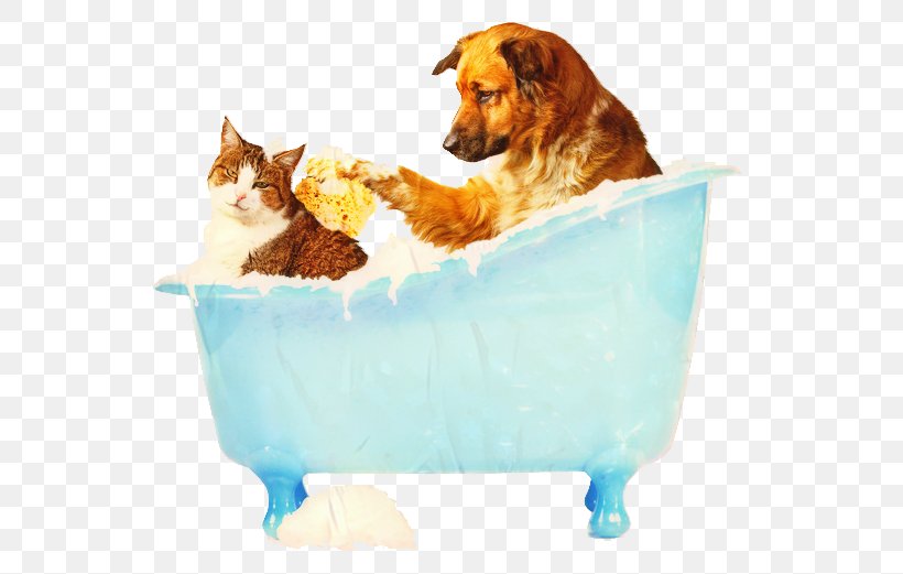 Dog And Cat, PNG, 567x521px, Dog, Animal, Animal Rescue Group, Animal Shelter, Cat Download Free
