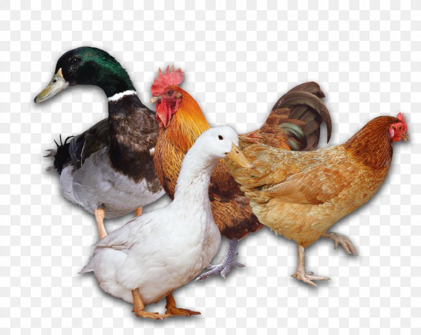 Duck Chicken Poultry Rooster, PNG, 1087x868px, Duck, Animal Husbandry, Beak, Bird, Chicken Download Free