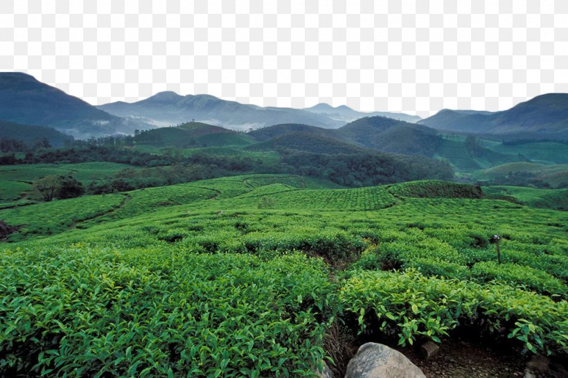 Munnar Longjing Tea U5e90u5c71u4e91u96feu8336 Plantation, PNG, 1024x683px, Munnar, Agriculture, Camellia Sinensis, Crop, Farm Download Free