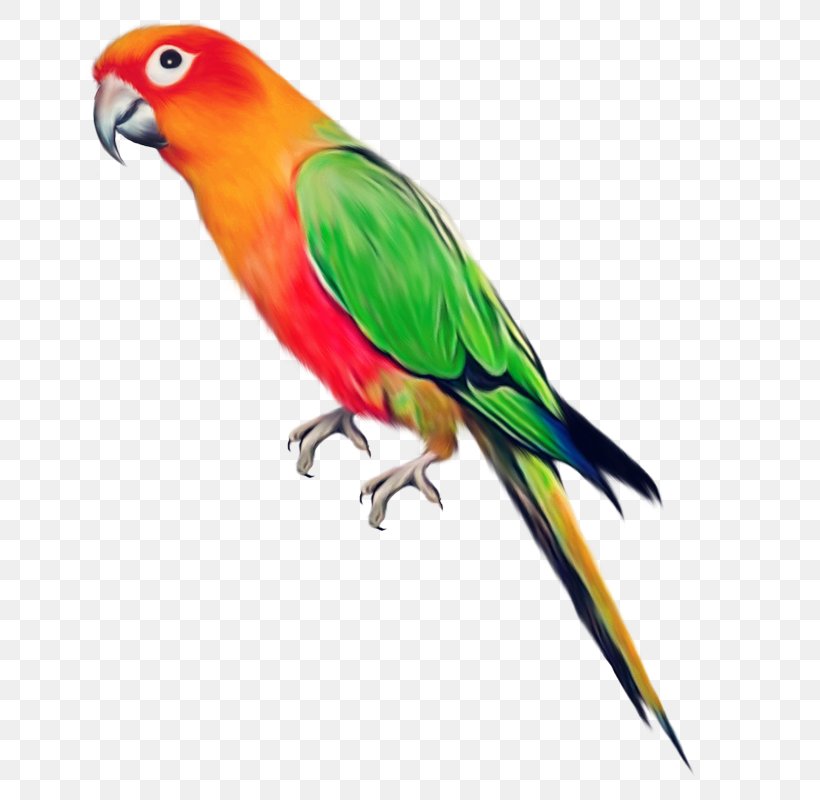 Parrot Bird Clip Art, PNG, 800x800px, Parrot, Beak, Bird, Bluecollared Parrot, Common Pet Parakeet Download Free