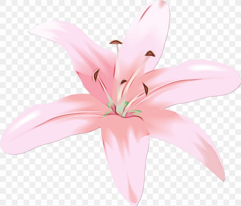 Pink Petal Lily Flower Plant, PNG, 848x727px, Watercolor, Crinum, Cut Flowers, Flower, Herbaceous Plant Download Free