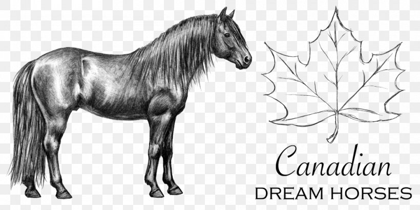 Canadian Horse Mustang Pony Stallion Pack Animal, PNG, 1000x500px, Canadian Horse, Animal Figure, Artwork, Black And White, Bridle Download Free