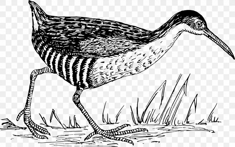 Water Bird Drawing Seabird Shorebirds, PNG, 2400x1510px, Bird, Agalinis, Agalinis Obtusifolia, Anatidae, Animal Download Free