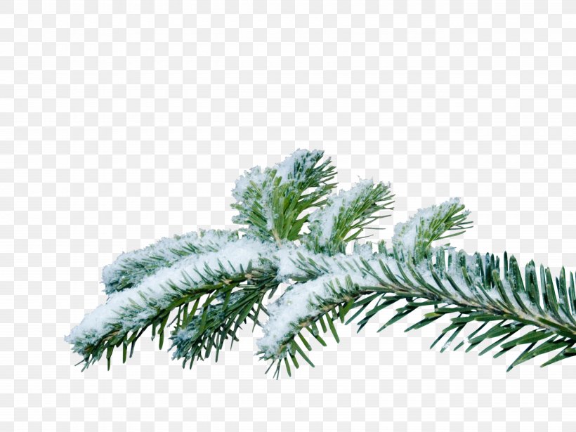 Christmas Tree Branch, PNG, 5120x3840px, Christmas Tree, Biome, Branch, Christmas, Conifer Download Free