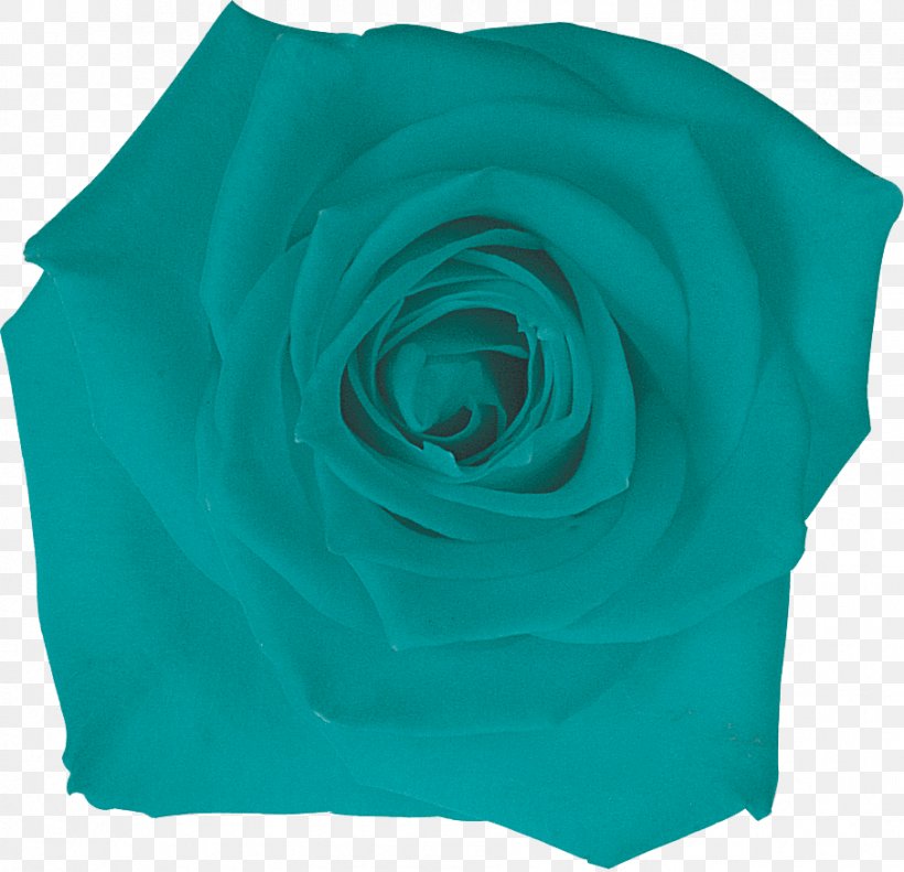 Garden Roses Turquoise Petal, PNG, 906x875px, Garden Roses, Aqua, Blue, Cobalt Blue, Electric Blue Download Free