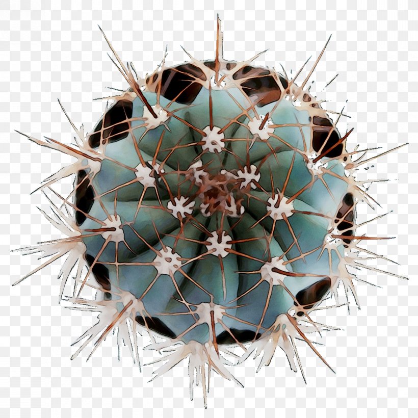 Thorns, Spines, And Prickles Strawberry Hedgehog Cactus Symmetry Echinocereus, PNG, 1198x1198px, Thorns Spines And Prickles, Cactus, Caryophyllales, Echinocereus, Flower Download Free
