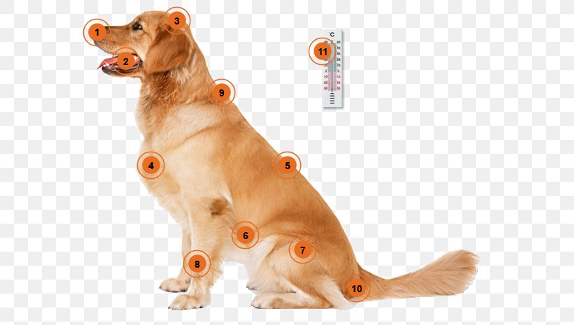Dog Training Puppy Housetraining Cat, PNG, 620x465px, Dog, Bark, Carnivoran, Cat, Cat Dog Flaps Download Free