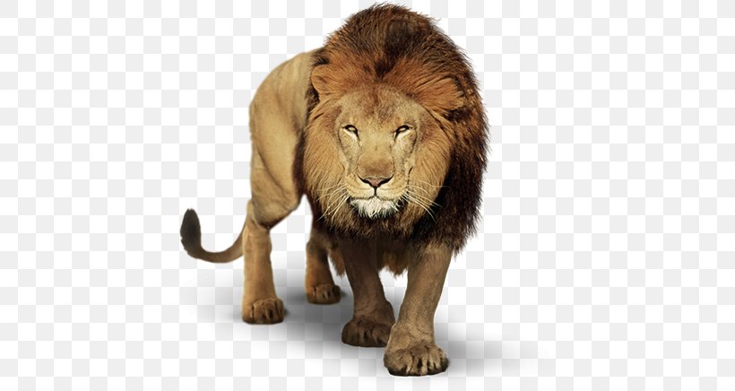 Lion PicsArt Photo Studio Sistema Anglo De Ensino Video, PNG, 445x436px, Lion, Big Cats, Carnivoran, Cat Like Mammal, Fur Download Free